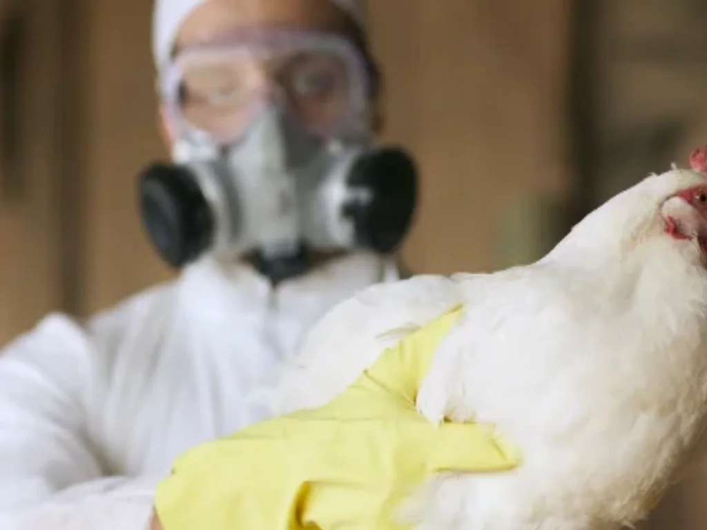 Montenegro entra em vazio sanitário após foco de gripe aviária