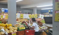 CFMV abre consulta pública sobre atendimento domiciliar