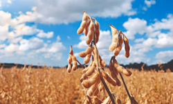 Sicredi Essência anuncia R$ 250 milhões para o Plano Safra