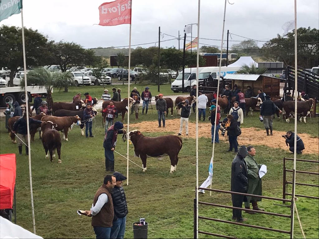 Exposição Braford da Argentina tem grande participação gaúcha