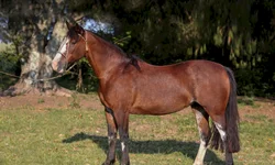 Expodireto Cotrijal é destaque no Prêmio Líderes e Vencedores 2020