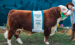 Mundial Braford reunirá pecuaristas de vários países