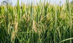 Contratos de crédito rural com pagamento a maior tem direito à restituição