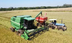 Federação debate crise do arroz com governo federal