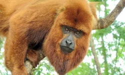 OMS classifica nova cepa do coronavírus