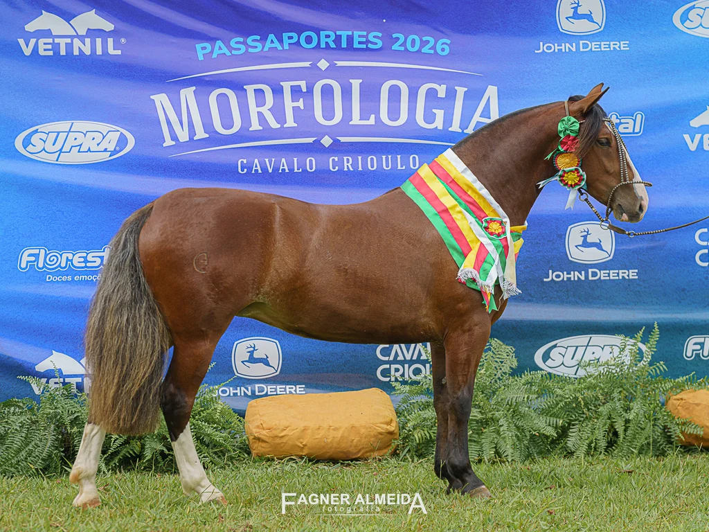 Égua estreante é Melhor Exemplar da Raça em Brasília