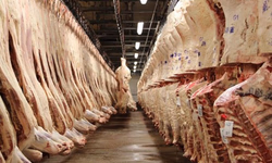 Iniciado plantio de área da Abertura da Colheita do Arroz