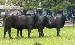Cabanha Recalada leva grandes títulos da Expofeira de Bagé