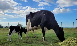 Colheita avança com fronteira oeste na liderança