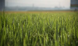 Ministra dá posse aos novos secretários do Mapa