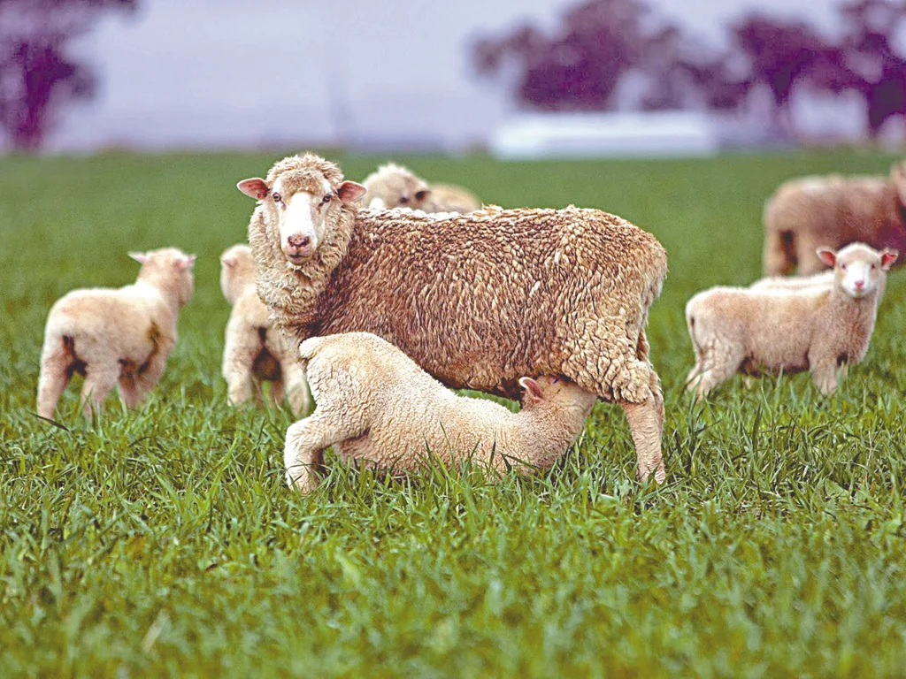 Expoutono e Fenovinos movimentam Uruguaiana
