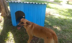 Homem é morto com pelo menos quatro tiros na cabeça