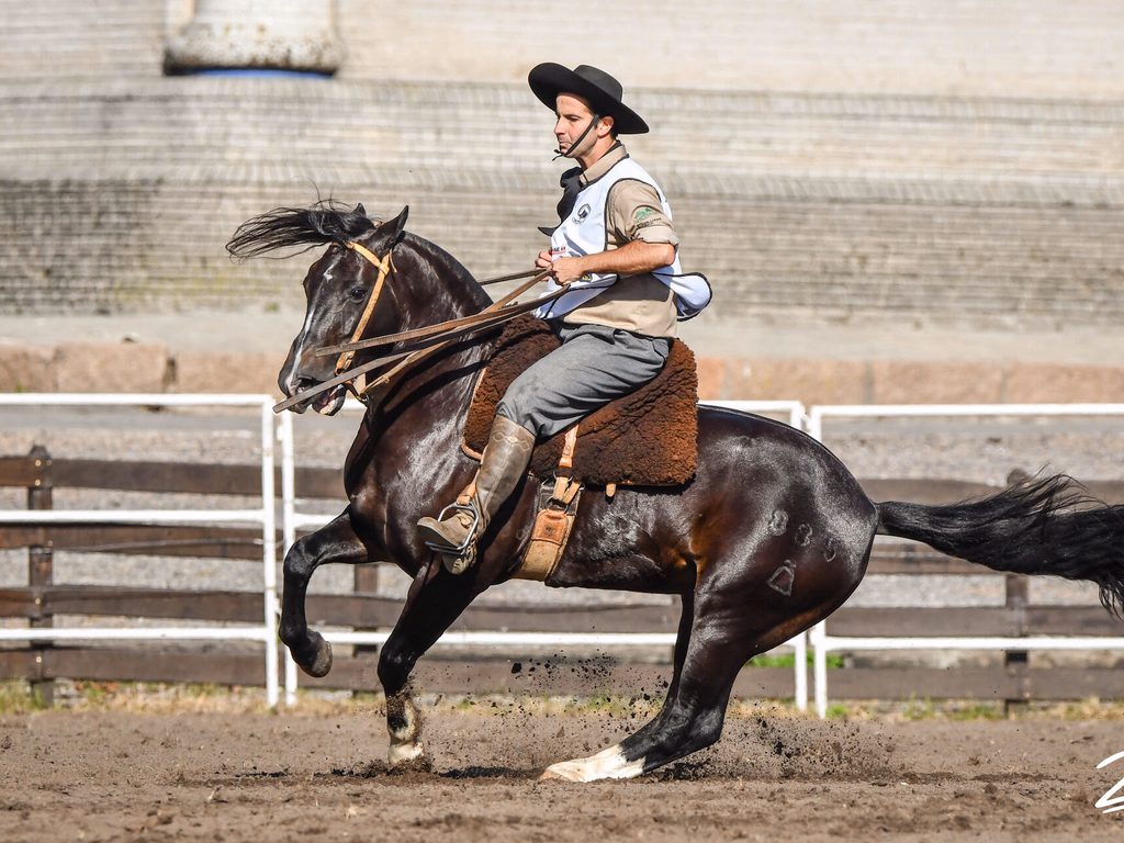 Uruguai seleciona os melhores exemplares para o Freio de Ouro