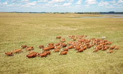 Colheita do arroz no RS atinge 71,31% da área semeada
