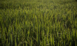 Federarroz entra com pedido para integrar ação sobre os agroquímicos