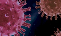 Pesquisa avalia os efeitos da pandemia na saúde física e mental dos gaúchos