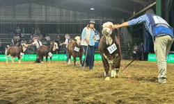 Brasil reafirma protagonismo global no 9º Congresso Mundial Braford