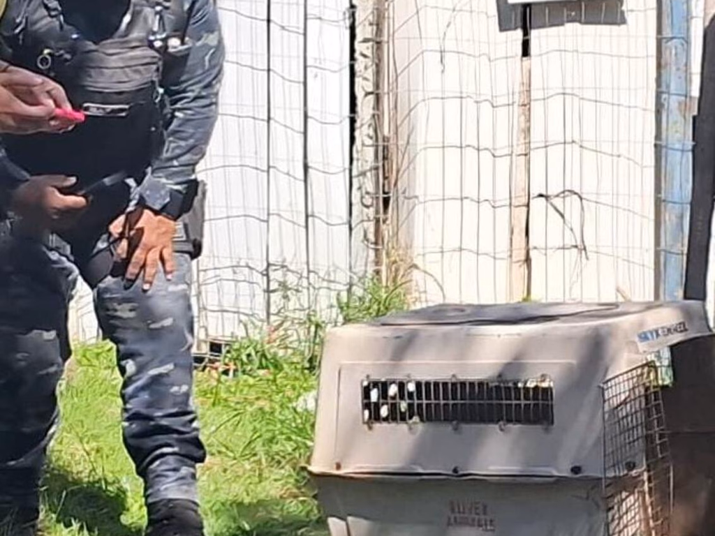 Mulher é presa por maus-tratos a animais