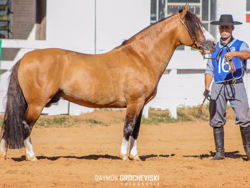 Uruguaiana classifica dois animais em Passaporte realizado em Santiago