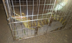 Colisão entre carro e ônibus pode ter sido intencional