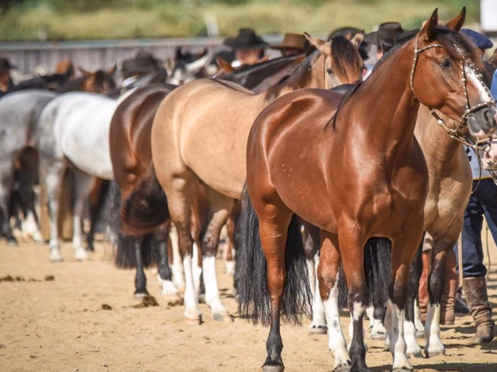 ABCCC recebe autorização para retomada gradual do ciclo