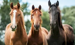 Atletas da dupla GreNal voltam aos treinos após paralisação