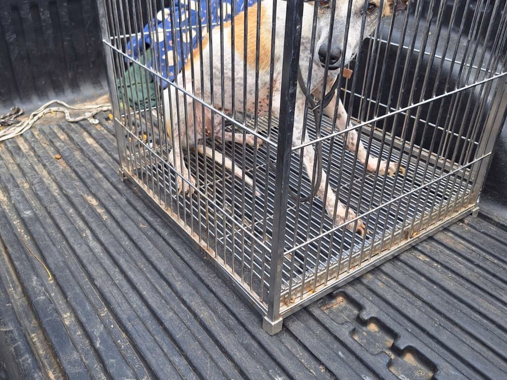 Duas pessoas foram presas em flagrante por maus-tratos a cães