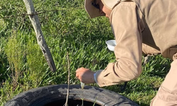 Indicadores da dengue seguem estáveis em dezembro