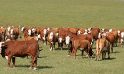 Contratos de crédito rural com pagamento a maior tem direito à restituição