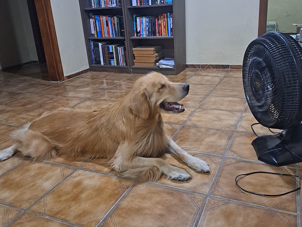 Pets também precisam de atenção por conta do calor