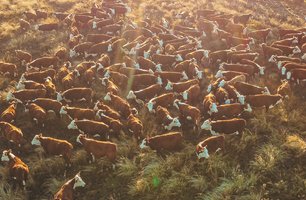 PampaPlus cresce mais de 30% entre 2016 e 2025