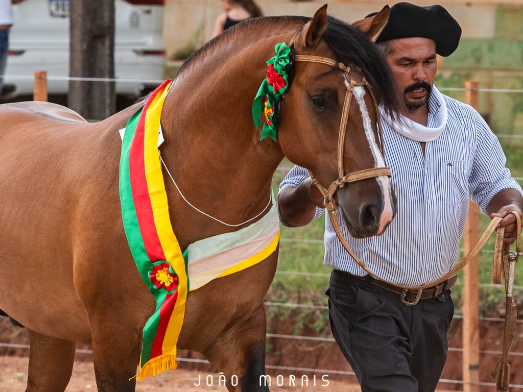ABCCC inicia calendário de provas do Cavalo Crioulo 2025
