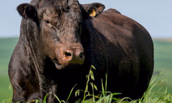 Campeonato mundial premia genética nacional Hereford e Braford