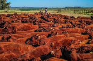 ANC supera 100 mil registros em 2025 e avança 65% em um ano