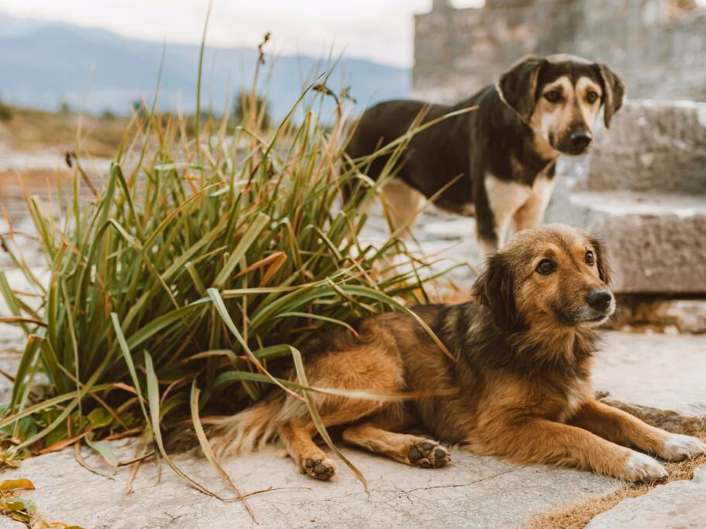 Câmara vota indicação que propõe criação do Programa “Amigos dos Pets na Escola”