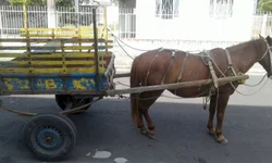 Sessão solene marcará a Proclamação de República