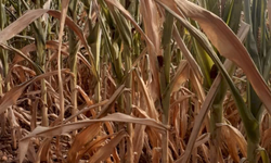 Nova Lei do Agro traz mecanismos importantes para o produtor rural