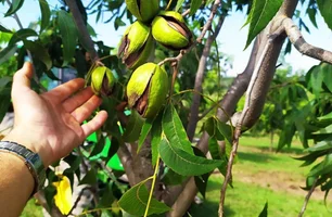 Impacto da Reforma Tributária no agronegócio será tema de live