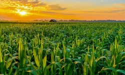 Colheita do arroz no RS atinge 71,31% da área semeada