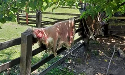 PC prende ex-assessor autor de homicídio praticado na madrugada