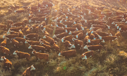 PampaPlus cresce mais de 30% entre 2016 e 2025