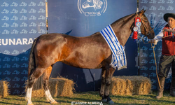 Promebo e Sebrae subsidiarão testes de genômica e ultrassonografia de carcaça