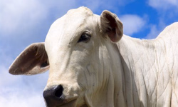 Selo de Inovação promoverá cooperativas usuárias da SmartCoop