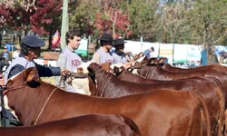 Inscrições abertas para a Morfologia Passaporte Outonal de Esteio