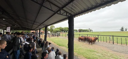 Congresso Mundial Brangus começou em Uruguaiana