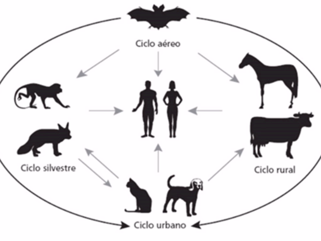 Residentes da Unipampa alertam sobre a importância da vacinação contra a raiva