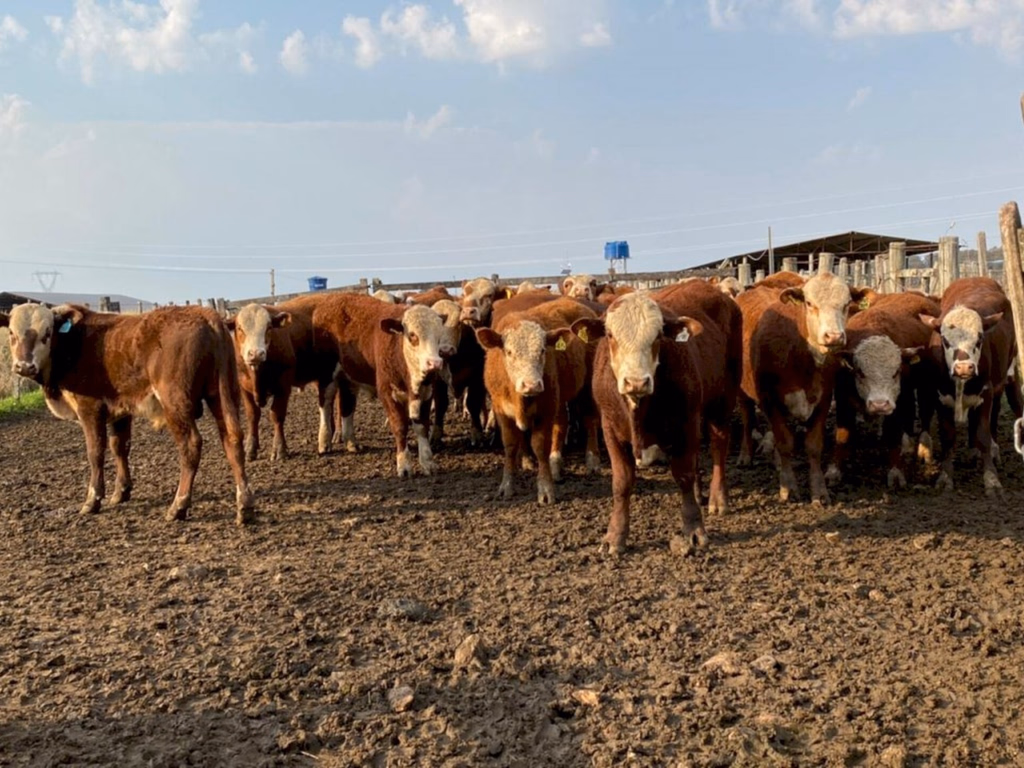 ABHB e Embrapa realizam 3º pesagem da