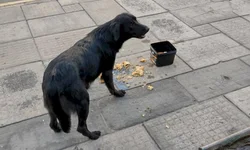 Polícia resgata cachorro abandonado no calçadão