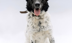 Alta de casos de maus-tratos impulsiona tramitação de projetos no Senado