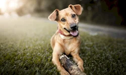 Evento destaca a importância do esporte para jovens com deficiência